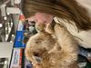 went to meet the breeds on 2/7!: Photo 1 of 4
