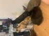 Bunnies!!: Photo 1 of 4