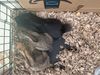 Bunnies!!: Photo 4 of 4