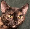 My cat Donna: Photo 3 of 6