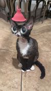 my cat : Photo 1 of 2