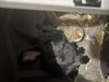 Bunnies!!: Photo 2 of 4