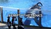 Boycott Seaworld: Photo 1 of 1