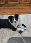Ulta Dog Toy: Photo 1 of 1