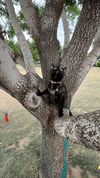 Donna climbing a tree: Photo 1 of 6